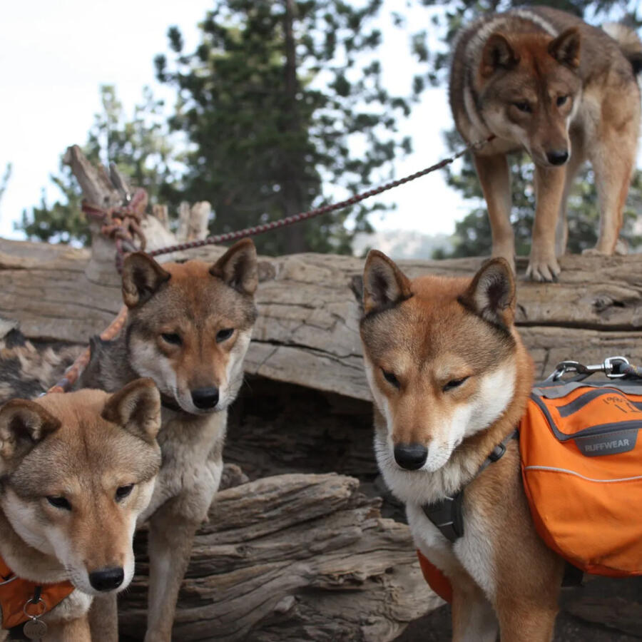 Outdoors Dogs Outdoors Dogs