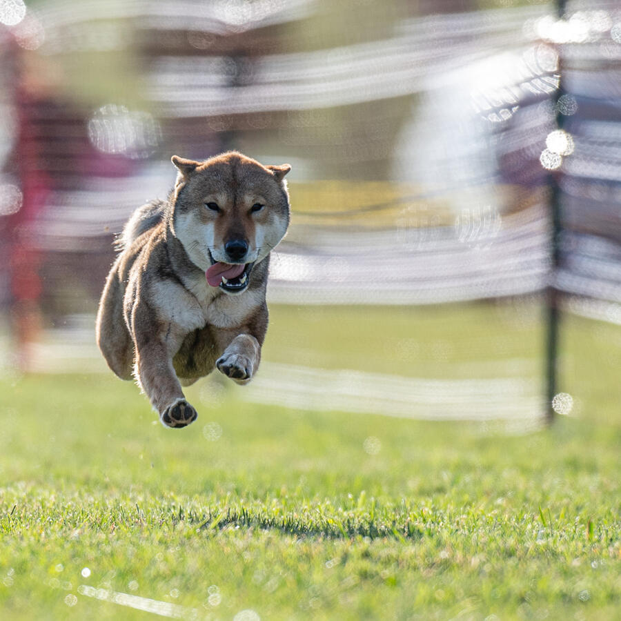 Fast CAT Fast CAT